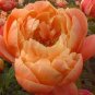 Peony Peach-red Golden Perennial Tree Flower 10 Seeds