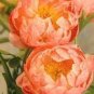 Peony Peach-red Golden Perennial Tree Flower 10 Seeds