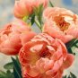 Peony Peach-red Golden Perennial Tree Flower 10 Seeds
