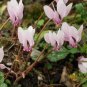 Cyprus Cyclamen Hederifolium 12 Seeds