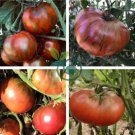 'Purple Black' Round Chicago Tomato Organic 600 Seeds