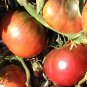 'Purple Black' Round Chicago Tomato Organic 600 Seeds