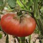 'Purple Black' Round Chicago Tomato Organic 600 Seeds
