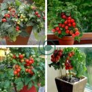 Bonsai Cherry Tomato Red Round Fruit 200 Seeds