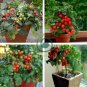 Bonsai Cherry Tomato Red Round Fruit 200 Seeds