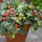 Bonsai Cherry Tomato Red Round Fruit 200 Seeds