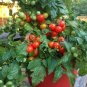 Bonsai Cherry Tomato Red Round Fruit 200 Seeds