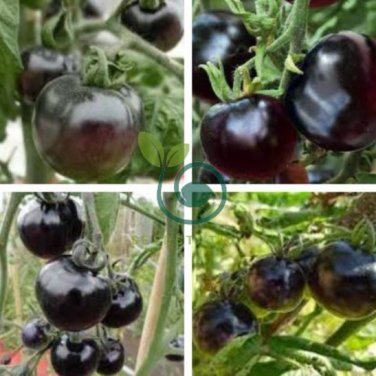 Black Striped Tomato Organic 200 Seeds
