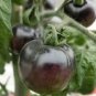 Black Striped Tomato Organic 200 Seeds