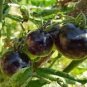 Black Striped Tomato Organic 200 Seeds