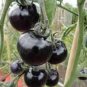 Black Striped Tomato Organic 200 Seeds