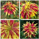 Amaranthus Tricolor Perfecta 200 Seeds
