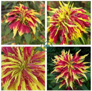 Amaranthus Tricolor Perfecta 200 Seeds