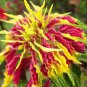 Amaranthus Tricolor Perfecta 200 Seeds