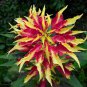 Amaranthus Tricolor Perfecta 200 Seeds