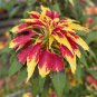 Amaranthus Tricolor Perfecta 200 Seeds