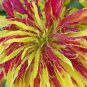 Amaranthus Tricolor Perfecta 200 Seeds