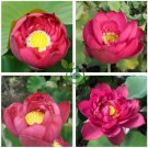 Nelumbo nucifera ‘Crimson Velvet’ Lotus  10 Seeds