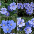Giant Dark Blue & Light Blue Flax Linum Usitatissimum 200 Seeds