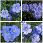 Giant Dark Blue & Light Blue Flax Linum Usitatissimum 200 Seeds