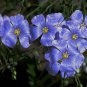 Giant Dark Blue & Light Blue Flax Linum Usitatissimum 200 Seeds