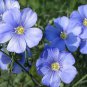Giant Dark Blue & Light Blue Flax Linum Usitatissimum 200 Seeds