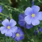 Giant Dark Blue & Light Blue Flax Linum Usitatissimum 200 Seeds