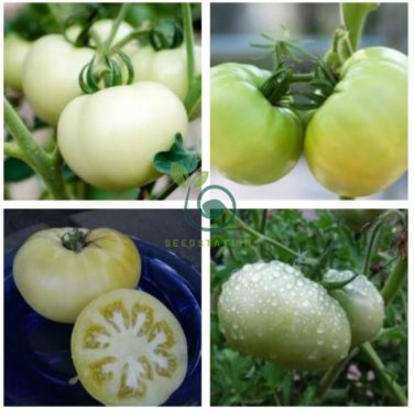 White Tomato 200 Seeds