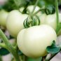 White Tomato 200 Seeds