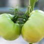 White Tomato 200 Seeds