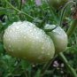 White Tomato 200 Seeds