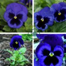 Pansy Swiss Violet Flowers 60 Seeds
