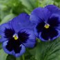 Pansy Swiss Violet Flowers 60 Seeds