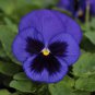 Pansy Swiss Violet Flowers 60 Seeds