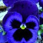 Pansy Swiss Violet Flowers 60 Seeds