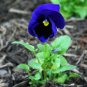 Pansy Swiss Violet Flowers 60 Seeds