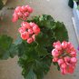 Dark Red Dense Flowers Bonsai 20 Seeds
