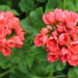 Dark Red Dense Flowers Bonsai 20 Seeds