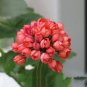 Dark Red Dense Flowers Bonsai 20 Seeds