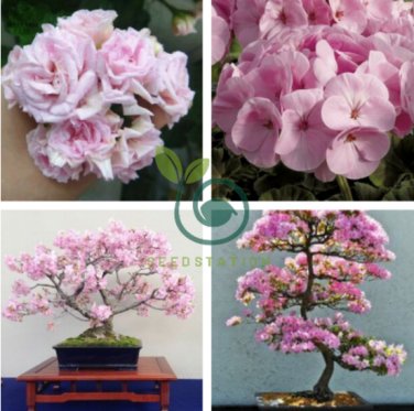 Fully Light Pink Corrugated Big Blooms Bonsai Flowers 20 Seeds