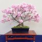 Fully Light Pink Corrugated Big Blooms Bonsai Flowers 20 Seeds