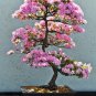 Fully Light Pink Corrugated Big Blooms Bonsai Flowers 20 Seeds