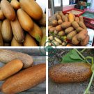 Old Cucumber Vegetable Organic 10grams Seeds