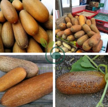 Old Cucumber Vegetable Organic 10grams Seeds