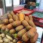 Old Cucumber Vegetable Organic 10grams Seeds