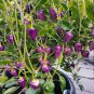 'Purple UFO' Purple Hot Chilli 60 Seeds