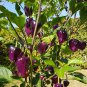 'Purple UFO' Purple Hot Chilli 60 Seeds