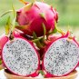 Pitaya White Sweet Dragon Fruit 80 Seeds