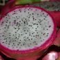 Pitaya White Sweet Dragon Fruit 80 Seeds