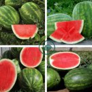Super Big Green Red Seedless Watermelon Organic 100 Seeds